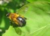Andrena nitida